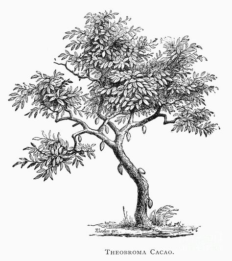 CACAO TREE. Theobroma cacao. Line engraving, 19th century. Tree Engraving, Cacao Tree, Cocoa Tree, Plant Sketches, Medicine Buddha, Pen Art Work, Tree Sketches, July 1st, Indian Folk Art