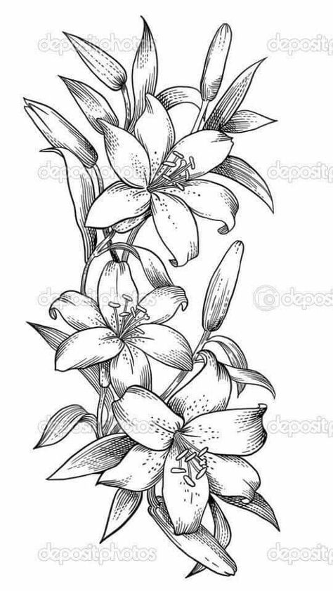 Tattoos Artistic, Drawing Of Flowers, Lily Tattoos, Lily Flower Tattoos, Muster Tattoos, Lily Tattoo, Flower Art Drawing, Flower Sketches, Floral Drawing