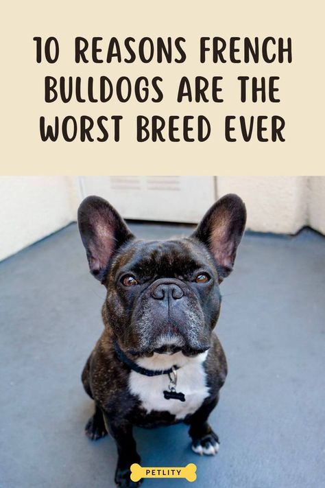 French Bulldogs are the worst breed Bulldog Training, French Bulldog Facts, Dog Commands, Do's And Don'ts, High Maintenance, French Bulldogs, Personality Traits, 10 Reasons, Training Tips