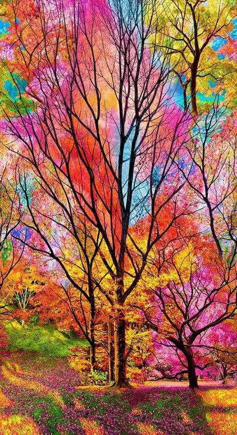 Sky on Twitter: "… " Boom Kunst, Electric Forest, Image Nature, Colorful Trees, Beautiful Landscape Wallpaper, Nature Tree, Beautiful Nature Wallpaper, Landscape Trees, Alam Yang Indah