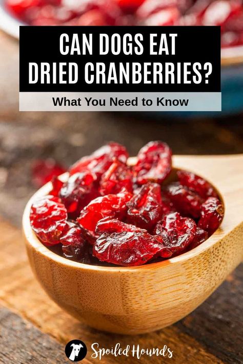 Can Dogs Eat Dried Cranberries? What You Need to Know Dried Cranberries Benefits, Fruit Dogs Can Eat, Cooking Cranberries, Dogs Eating, Foods Dogs Can Eat, Trail Mix Recipes, Best Treats For Dogs, Pumpkin Cranberry, Food Resources