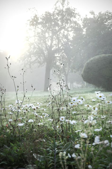 Foggy Garden Aesthetic, Foggy Spring Morning, Misty Morning Aesthetic, Gallant Aesthetic, Spring Morning Aesthetic, Foggy Morning Photography, Foggy Morning Aesthetic, Foggy Flowers, Foggy Garden