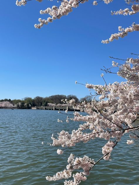 Picture of a cherry blossom tree along the banks of the Potomac River Tidal Basin in Washington, DC 2023 during peak bloom. Julie Core, Organize Your Kitchen, Potomac River, Indoor Gardens, Modern Baths, Wall Planter, Cherry Blossoms, Ceramic Mugs, Bath Accessories