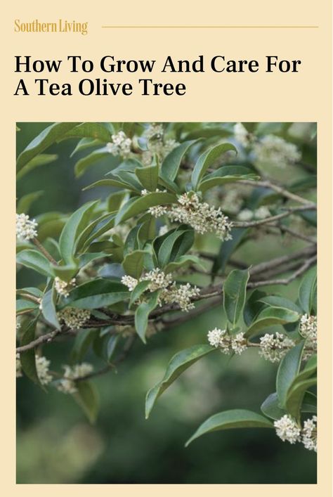 When the blooms appear, the heady fragrance of a tea olive tree is liable to make you swoon. #gardenideas #teaolivetree #treecare #gardening #southerngardening #southernliving Tea Olive Hedge, Fragrant Tea Olive Tree, Tea Olive Tree Landscape, Tea Olive Bush, Tea Olive Tree, Sweet Olive Tree, Olive Tree Care, Olive Trees Landscape, Sweet Osmanthus