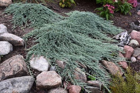 Arborvitae Landscaping, Juniperus Horizontalis, Blue Juniper, Modern Japanese Garden, Garden Border Edging, Low Maintenance Shrubs, Low Water Gardening, Alpine Garden, Urban Gardens