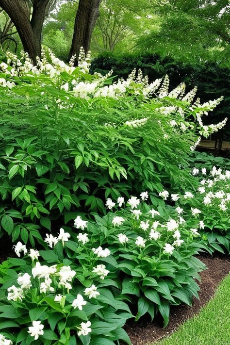 10 Best Texas Shade Plants Shrubs For Texas Heat, Texas Shade Plants, Native Plants Landscaping, Texas Native Plants Landscaping, Fern Images, Monkey Grass, Texas Native Plants, Courtyard Ideas, Coral Bells