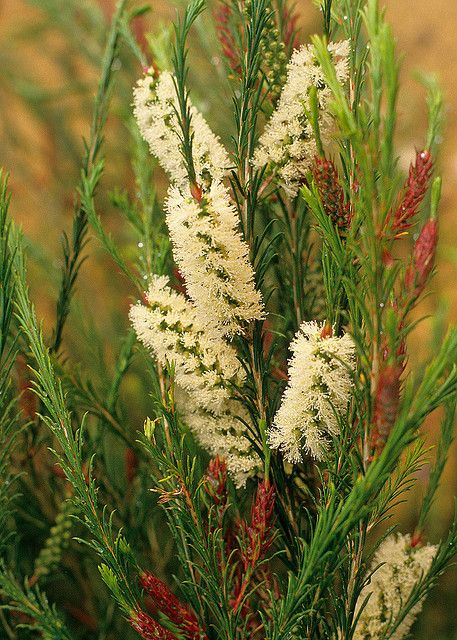 Melaleuca armillaris, known as the Bracelet honey myrtle, is a plant native to South Australia, Victoria and Tasmania in southeastern Australia. M. armillaris ranges from a large shrub to a small weeping tee growing to 5 metres (16 ft) in height. It has distinctive decumbent branching and twigs with narrow linear leaves. Flowers are arranged in cylindrical inflorescences, with conspicuous staminal claws Australian Gardens, Hedge Plants, Australian Trees, Screen Plants, Australian Natives, Australian Native Garden, Native Australians, Australian Plants, Australian Garden