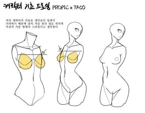 The breasts of a female begins a little lower than most think. It is easier to think that the outline of the breasts starts from the middle of a man’s chest. Anatomy Tutorial, Human Anatomy Drawing, Drawing Examples, Human Anatomy Art, Anatomy Sketches, Body Reference Drawing, 캐릭터 드로잉, Body Anatomy, Anatomy Drawing