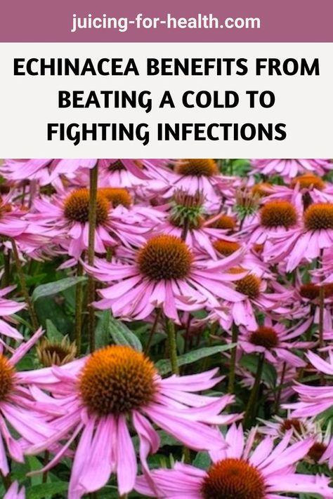 ECHINACEA BENEFITS FROM BEATING A COLD TO FIGHTING INFECTIONS Benefits Of Echinacea, Echinacea Benefits, Purple Coneflower, Echinacea Purpurea, Juicing For Health, Immune Support, Healthy Life, Healthy Living, Healthy Lifestyle