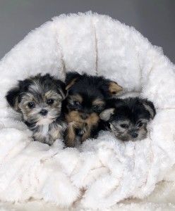 Teacup Morkie, Teacup Animals, Teacup Yorkies For Sale, Yorkie Breeders, Morkie Puppies For Sale, Teacup Puppy, Yorkie Puppies For Sale, Yorkies For Sale, Maltese Puppies For Sale