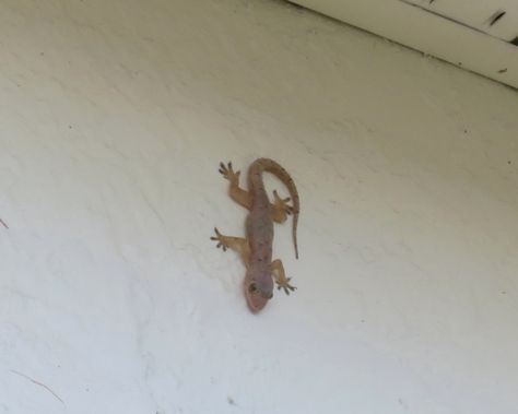 Common House Gecko House Gecko, Common House Gecko, Mossy Leaf Tailed Gecko, Mediterranean Gecko, Chinese Cave Gecko, Wildlife Habitat, Plant Pictures, Central Florida, Gecko