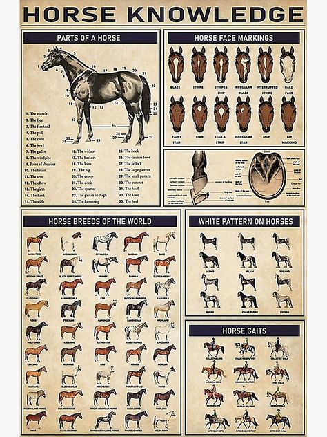 Unique Horse Knowledge Posters designed and sold by artists. Shop affordable wall art to hang in do... Diy Horse Wall Art, Horse Types Chart, Horse Knowledge Poster, Animal Knowledge, Facts About Horses, Unique Horses, Horse Knowledge, Knowledge Poster, Horse Markings