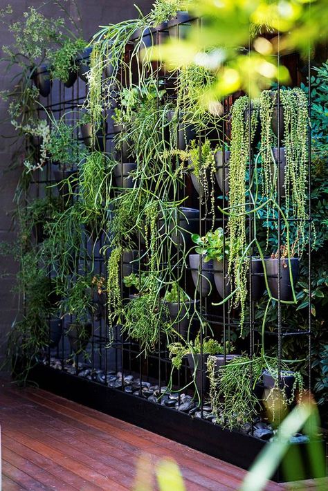 Christmas Balcony, Urban Courtyards, Vertikal Garden, Garden Wall Designs, Vertical Garden Design, Apartment Christmas, Vertical Vegetable Garden, Vertical Garden Wall, Building A Pergola