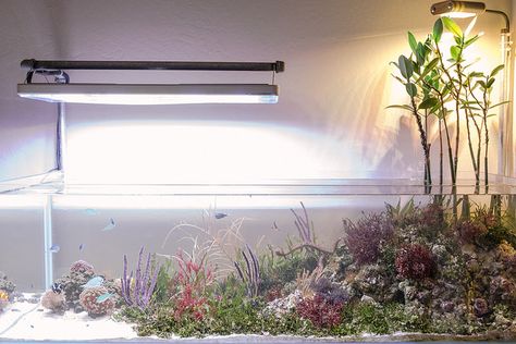 [​IMG] Saltwater Aquarium Rockscape, Mangrove Aquarium, Saltwater Aquarium Ideas, Seahorse Aquarium, Reef Aquascaping, Reef Tank Aquascaping, Nano Reef Tank, Biotope Aquarium, Saltwater Aquarium Fish