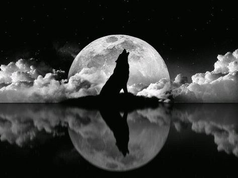 howling wolf with full moon and ocean Wolf Artwork, Wolf Photos, Wolf Spirit Animal, Wolf Wallpaper, She Wolf, Wolf Love, Howl At The Moon, Wolf Pictures, Beautiful Wolves