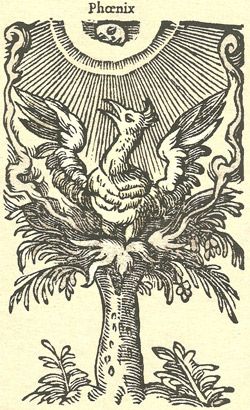 Phoenix - 1584ad - Though he didn't believe it, Herodotus relayed the Egyptian tale of a bird flying out of Arabia every 500 years. On each trip, the story went, the phoenix "brings the parent bird, all plastered over with myrrh, to the Temple of the Sun, and there buries its body." In subsequent centuries, the Phoenix became a symbol of the resurrection for Christians, and by the 4th century AD, fire became pivotal to the bird's story, reducing the animal to ashes from which it would be reborn. Phoenix Medieval, Sacred Geometry Alchemy, Glennon Doyle, Camper Art, Embroider Ideas, Medieval Artwork, Bird Flying, Phoenix Art, Gothic Tattoo