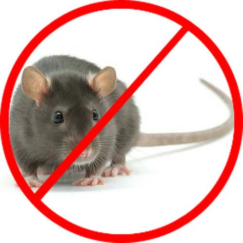 One of the most upsetting things that can happen to a homeowner is finding a rodent in the house. Rodents are not only a nuisance, but they can also be carriers of disease. Because of this, it is very important to take action to remove the rodent and make sure that no more rodents enter your home in the future.  With the warm months winding down we're sure to see an uptick in activity here in Western PA.  Call Budget Pest Control today 412-318-4912 Rat Control, Getting Rid Of Rats, Cockroach Control, Bird Control, Rodent Control, Best Pest Control, Bug Control, Bees And Wasps, Mouse Traps