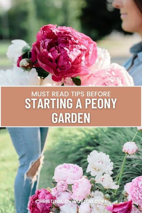 Peonies, the queens of the garden! Discover the ins and outs of cultivating and reaping these majestic flowers in our comprehensive blog post on successful peony gardening. Peonies Planting, Peony Flower Garden, Peony Farm, Peony Care, Backyard Flowers Garden, Peony Garden, Planting Peonies, Planting Tips, Growing Peonies