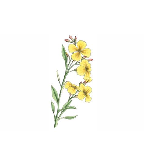 wallflower tattoo - perks of being a wallflower Wallflower Flower, Venus Flytrap Tattoo, Wallflower Tattoo, Wallflower Plant, Wallflower Quotes, Mustard Plant, Wildflower Drawing, New York Tattoo, Mustard Flowers