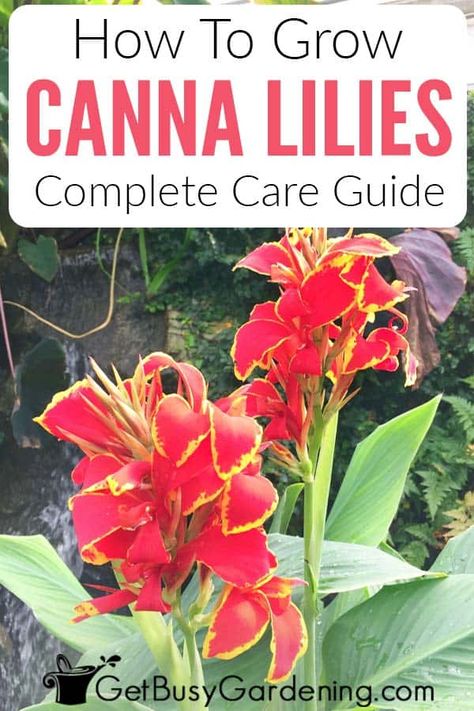 Want to add height, texture, and color to your garden? Canna lilies are a great choice for annual gardens. Learn how to grow these towering spires of flowers that come in so many sizes and colors. Cannas are very versatile and can be grown in the ground, in pots, or even in shallow water! Find out all the tips and tricks for caring for these impressive tropical plants, including propagating, troubleshooting damaged leaves, and how to overwinter the bulbs so you can plant them year after year. Canna Lillies In Pots, How To Plant Canna Bulbs, Cannas In Containers Pots, When To Plant Canna Bulbs, Canna Lilly In Pots, Canna Lily In Pots, Cana Plants In Pots, Canna Lilies In Containers, Cana Lilly Landscape