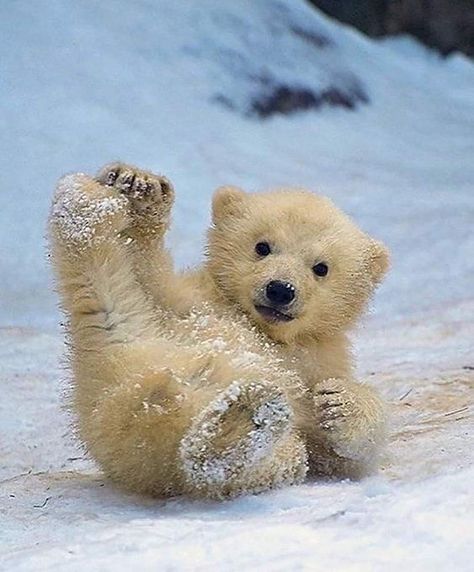 Baby Polar Bear, Baby Polar Bears, Animal Pics, Polar Bears, Animal Photos, Beautiful Animals, Wild Animals, Adorable Animals, Having Fun