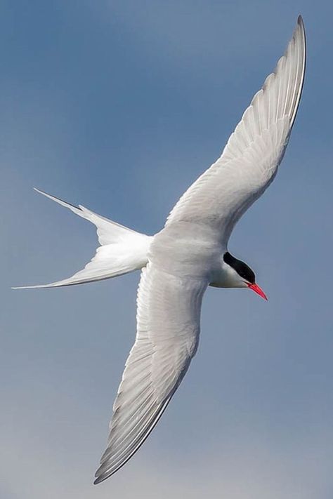 Sterna paradisaea, Arctic tern, family Laridae has a circumpolar breeding distribution covering the Arctic and sub-Arctic regions of Europe, Asia and North America. It is strongly migratory, seeing two summers each year as it migrates along a convoluted route from its northern breeding grounds to the Antarctic coast for the southern summer and back again about six months later. They are long-lived, many reaching fifteen to thirty years of age. They eat mainly fish and small marine invertebrates. Arctic Tern, Southern Summer, Bird Beaks, Bird Aviary, Bird Carving, Migratory Birds, Shorebirds, Pretty Animals, Small Island