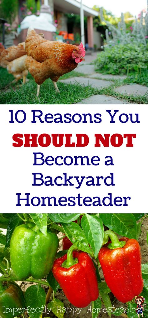 Backyard Urban Farm, Homestead In Town, Urban Homesteading Aesthetic, Urban Homesteading Backyard Small Spaces, Small Backyard Homestead, Micro Homestead, City Homestead, Beginner Homesteading, Subsistence Farming