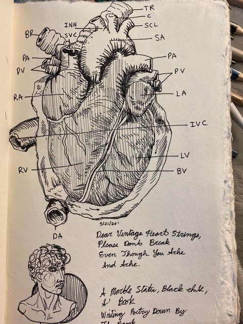 Academia Aesthetic Drawing, Miscellaneous Aesthetic, Art Heist, متحف فني, Medical Study, Dark Academia Art, Art Academia, Dear Ava, Dark Acadamia