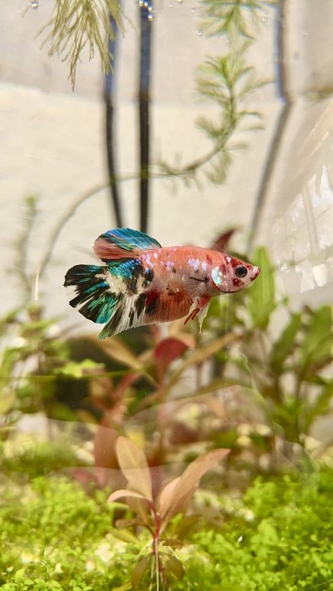 Community Betta Tank, Betta Fish Colors, Beta Sorority Fish Tank, Pretty Betta Fish, Betta Community Tank, Beta Fish Tank Ideas Aesthetic, Beta Aquarium, Colorful Fish Tank, Betta Sorority