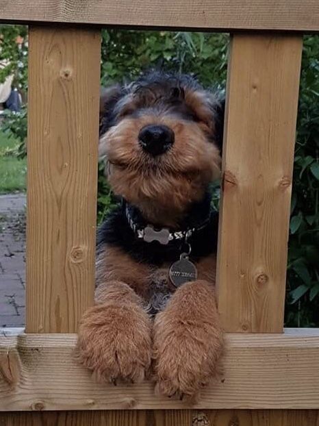 Baxter- love that smile! Airedale Terriers, Happy Dogs Funny, Airedale Terrier Puppy, Airedale Terrier Aesthetic, Airedale Puppy, Airedale Terrier Halloween, Airedale Terrier Puppies, Tenterfield Terrier Puppy, Airedale Dogs