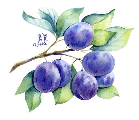 Watercolor fruits and berries on Behance Plum Art, Plum Fruit, Watercolor Fruit, Illustration Botanique, Fruit Illustration, Fruit Painting, 수채화 그림, Fruit Art, Watercolor Flower