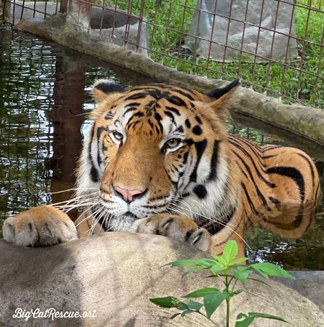 Good morning Big Cat Rescue Friends! ☀️ Kimba Tiger knows exactly how he will spend his CATurday! Have a CAT-tastic day everyone! #GoodMorning #BigCats #BigCatRescue #Rescue #Caturday #SaturdayMorning #Cats #Tiger #Wildlife #Nature #CaroleBaskin Cat That Looks Like A Tiger, Big Cat Hunting, Tiger Striped Cat, Tiger Protecting Cubs, Cat And Tiger Reflection, Big Cat Rescue, Big Cats, Good Morning, Animals