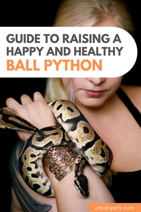 Looking for a perfect pet snake that's easy to handle and care for? Meet the Ball Python! Also known as Royal Pythons, these snakes are a popular choice for pet owners because of their small size and docile temperament. Whether you're a seasoned reptile enthusiast or a first-time owner, our step-by-step guide will teach you everything you need to know to provide the best possible care for your ball python. From setting up the perfect habitat to feeding and handling, we've got you covered. Ball Python Pet Care, Snake Care Ball Python, Snake Tank Setup Ball Python, Ball Python Enrichment, Black Ball Python, Snake Terrarium Ideas Ball Python, Python Habitat, Pet Snakes For Beginners, Ball Python Cage