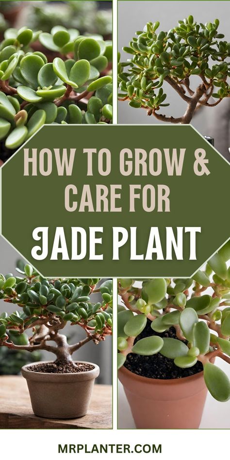 🌿 Uncover the secrets to making your jade plant thrive with our expert care tips. 🌱 Achieve a stunning and healthy succulent. Click the image to know more. Follow us for more tips. #jadeplantsecrets #succulentcare #plantlovers Succulent Care Tips, How To Take Care Of Jade Plant, Jade Plants Indoor, Large Jade Plant, Jade Plant Care Tips, Jade Succulent Plant Care, Jade Tree Care, Jade Plants Care, How To Grow Jade Plant