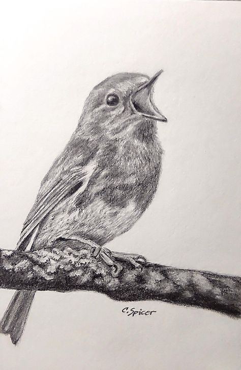 Pencil drawing for beginners Drawing Of A Landscape, Super Detailed Drawings, Realistic Bird Drawings, Birds Sketches Pencil, Pencil Drawings Of Birds, Animal Pencil Drawings, Spring Drawings, Good Drawings, Graphite Pencil Drawings