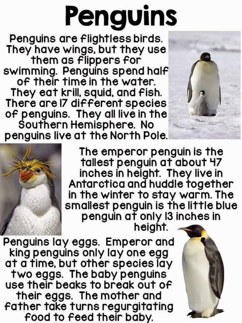 I {Heart} Penguins All About Penguins Preschool, Penguin Facts For Kids, Penguin Habitat, Preschool Penguin Activities, Fun Facts About Penguins, Penguin Research, Winter Animals Preschool, Penguin Preschool, Penguins Project