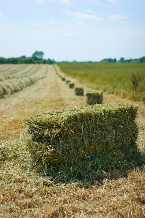 Hay Bailing! ©Kelly Planer Bailing Hay, Farm Crops, Country Field, Picnic Time, Ranch Life, Farm Style, Rural Life, Life Is Hard, Fall Photos