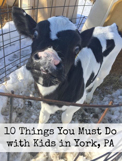 10 Things You Must Do with Kids in York, PA Hershey Park, Pennsylvania Travel, York Pennsylvania, Frugal Family, York County, Central Market, Factory Tours, York Pa, Awesome Places