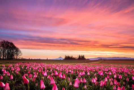 Flower Wallpaper For Laptop High Quality, Tulips Background Landscape, Flowers Horizontal Wallpaper, Flower Field Landscape Horizontal, Tulips Desktop Wallpaper Hd 1080p Laptop, Pink Flower Field Aesthetic, Summer Aesthetic Horizontal, Nature Wallpaper Horizontal, Flower Wallpaper Horizontal