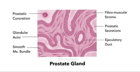 Simplified histology diagram of Prostate Gland Male Reproductive System, Histology Slides, Smooth Muscle, Prostate Gland, Pituitary Gland, Frequent Urination, Genetic Disorders, Reproductive System, Signs And Symptoms