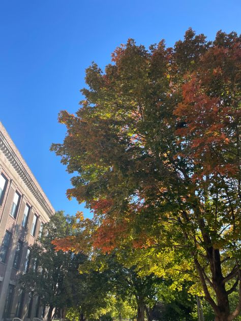 #unl #lincoln #nebraska #college #fall #aesthetic #leaves University Of Nebraska Lincoln Aesthetic, Lincoln Nebraska Aesthetic, Nebraska Aesthetic, Fall Aesthetic Leaves, Aesthetic Leaves, University Of Nebraska Lincoln, Nebraska Lincoln, 2024 Goals, College Aesthetic