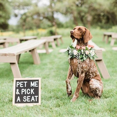 Don't mind if we do! 🐶 #theknot #regram 📷: @paigevaughnphoto Venue: @stonehousevilla Pup: @zoey_gsp Puppy Parents: @rachaelannkelley… Puppy Wedding, Wedding Dogs, Gsp Puppies, Pick A Seat, Wedding Pets, Future Wedding Plans, Dog Wedding, Western Wedding, Wedding 2024