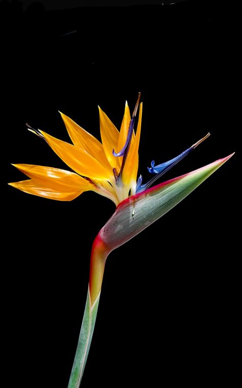 Bird Of Paradise Flower Photography, Bird Of Paradise Plant Wallpaper, Bird Of Paradise Aesthetic, Strelitzia Painting, Bird Paradise Plant, Bird Of Paradise Photography, Flower Of Paradise, Bird Of Paradise Painting, Bird Of Paradise Tattoo