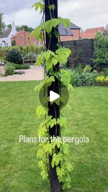 Im_no_gardener on Instagram: "3 of the 5 uprights on the (pergola) have (climbers). (Wisteria) (golden hop) and (clematis Montana). The idea being they cover the top to give (dappled shade)
#pergola #goldenhop #clamatis #clamatismontana #montana #aisa #japanesemaple #beech #climbers #trend #coverage #plants #dappledshade #canopy" Clematis Pergola, Clematis Ideas, Wisteria Pergola, Climber Plants, Clematis Montana, Clematis Plants, Japanese Maple, Wisteria, Clematis