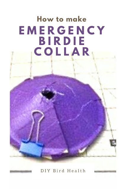 DIY Emergency Birdie Collar [Parrot Health] — Prego Dalliance Sanctuary Diy Parrot, Bird Collar, Quaker Parrot, Bird Care, Diy Birds, Pet Bird, Birdy, Parrot, Sewing