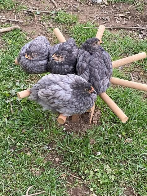 Chicken Run Toys Diy, Chicken Enrichment Diy, Diy Chicken Accessories, Chicken Accessories Diy, Chicken Pens Ideas, Chicken Coop Accessories Diy, Chicken Diy Crafts, Chicken Swing Diy, Diy Chicken Roost Ideas