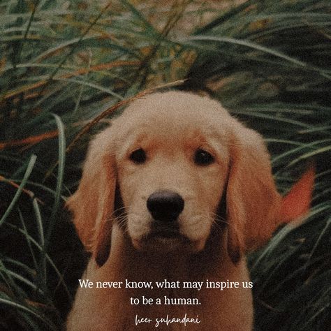 Golden Retriever Quotes, Animal Quotes, Pretty Quotes, Proverbs, Golden Retriever, Cute Dogs, Photography Poses, Life Quotes, Healing