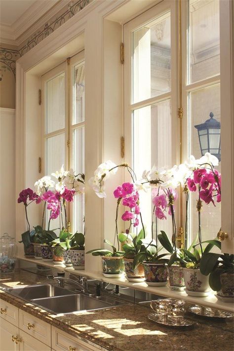 Orchid Window Display, Orchid Decor Ideas, Orchids In Bedroom, Indoor Orchid Display, Orchid Display Ideas Indoor, Displaying Orchids, Orchid Display Ideas, Orchid Aesthetic, Orchid Decor