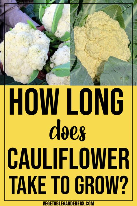 How much time it takes grow cauliflower at home? There are a lot of things to be taken care of and to be known when growing cauliflowers. Like you must know, how long does it take a cauliflower to grow? Growing it more than it requires deteriorates quality and texture. #containergardening #vegetablegardening #cauliflower Cauliflower Growing, How To Grow Cauliflower, Growing Cauliflower, Cauliflower Plant, Fall Vegetables, Harvest Time, How To Grow Taller, Growing Vegetables, Farm Life