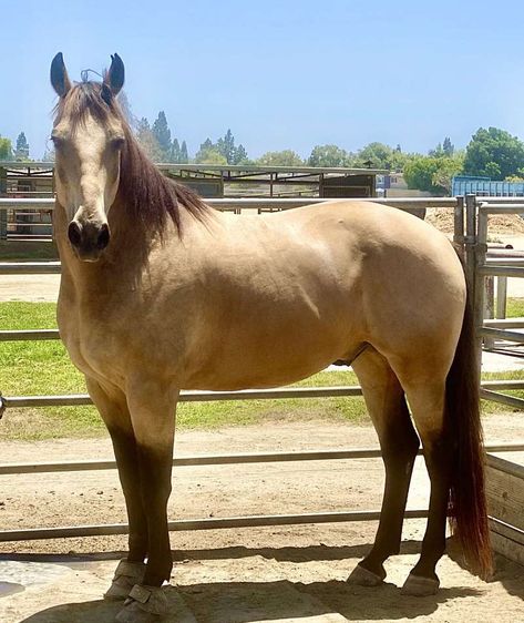 Horses for Sale Under $500 Bay Colored Horses, Quarter Horse Colors, Packers Bedroom, Horses For Sale Near Me, Paint Horses For Sale, Giant Horse, Quarter Horses For Sale, American Saddlebred Horses, Quarter Horse Stallion